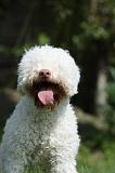LAGOTTO 016